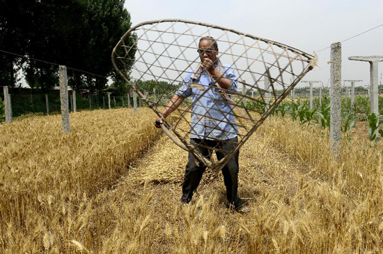 6月9日,袁昌延在自家的麦田里用麦钐收 小麦.